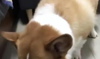 上海一柯基被打死 上海一柯基被打死