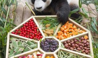 熊猫的作文 熊猫的作文