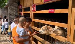 石家庄宠物领养 石家庄宠物领养