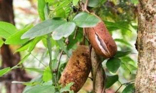 在山上搞野 在山上搞野