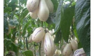 人参果树苗批发 人参果树苗批发