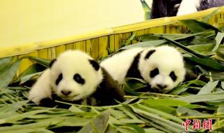 人与自然动物世界配种 人与自然动物世界配种