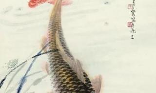 锦鲤吸水的正确姿势 锦鲤吸水的正确姿势