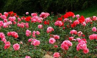 梦里花落知多少剧照 梦里花落知多少剧照