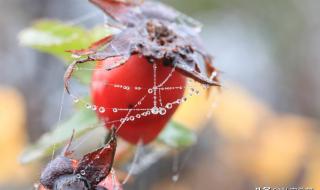 开蚌什么意思形容女人 开蚌什么意思形容女人