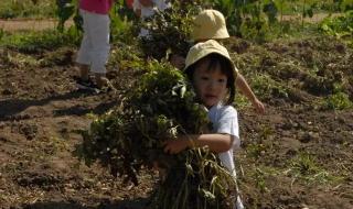 农村幼儿园招生简章