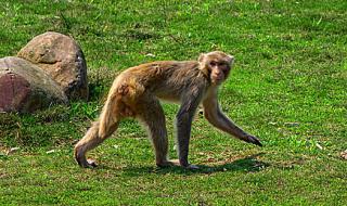 五只猴子荡秋千 五只猴子荡秋千