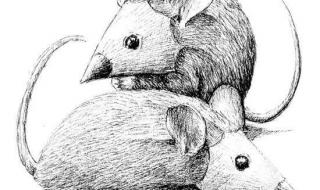 什么是创意素描